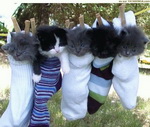chaton chaussette Des chantons pendus dans des chaussettes