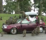 zoo singe Babouins dévalisent une voiture