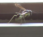 insecte volant Un insecte et son garde-manger