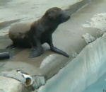 pittsburgh zoo Un maman lion de mer donne une leçon de natation