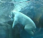 zoo bassin Un ours polaire fait un pet foireux