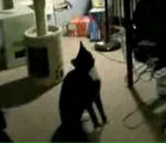 chat Un chat fait un backflip