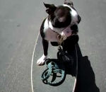 skateboard crash Accident d'un chien en skate
