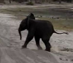 elephant Un éléphanteau éternue