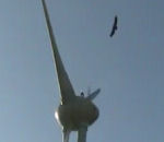 oiseau Vautour et éolienne