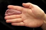 bebe homme main Grosse main ou petit pied ?