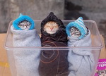 chaton 3 chatons au chaud