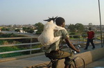 transport dos Transport de chèvre