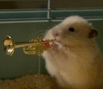 instrument saxophone Des hamsters font du Jazz