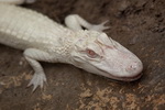 albinos alligator Bébé Alligator Albinos