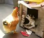 chien poule Comment ramener une poulette chez soi ?