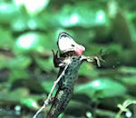 grenouille Grenouille vs Libellule au ralenti