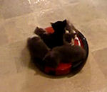 aspirateur chat Chatons sur un roomba