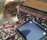 apple aboiement Un chien teste l'iPad