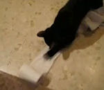 toilettes papier Un chat fait du tapis roulant