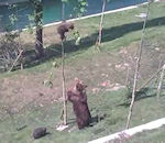 ours ourson maman Ourson coincé dans un arbre