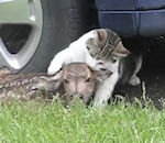 chat attaque Une biche, un faon, un chat et un chien