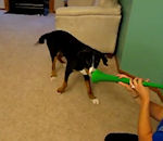caca chien Chien vs Vuvuzela