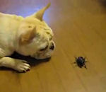 scarabee chien Chiot vs Scarabée