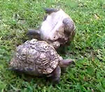tortue dos Tortue sur le dos
