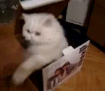 carton boite Chat dans une boîte