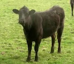 cyriak vache Cows & Cows & Cows