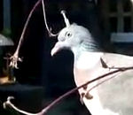 oiseau tete pigeon Pigeon avec un clou dans la tête