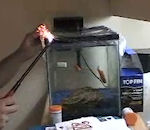poisson rouge Pétard dans un aquarium