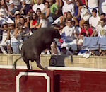 public saut Un taureau saute dans le public