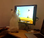 jeu-video Un chaton joue à Duck Hunt