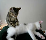 chat massage Un chaton masse un autre chaton
