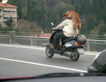 chien homme Chien sur un scooter