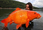 poisson carpe koi Poisson rouge géant de 14 kg