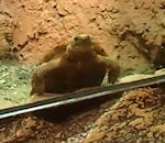 tortue Une tortue crêpe sur le dos