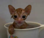 chaton Chaton mouillé dans une tasse