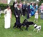 mariage robe Un chien fait pipi sur la mariée