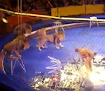 attaque lion Des lions attaquent leur dresseur au cirque