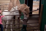 chameau Un dromadaire gobe la tête d'un enfant