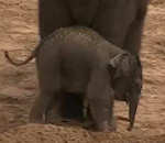 coup pied Une maman éléphant envoie balader son petit
