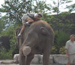 chute regis Régis monte sur un éléphant