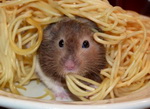souris Une souris mange des spaghettis