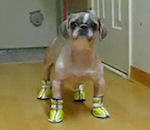 chien Booba marche avec des chaussures