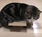 boite chat Maru aime les boites en carton