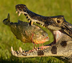 crocodile poisson Piranha dans la gueule d'un crocodile