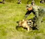 chien allemand attaque Chien d'attaque russe
