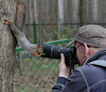 ecureuil arbre Ecureuil curieux