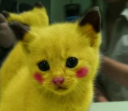 chat Chaton Pikachu
