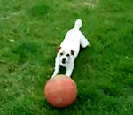 chien balle tete Un chien rapporte un ballon en équilibre sur sa tête