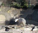 zoo polaire Les dernières minutes de l'ours Knut