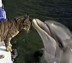 calin Un chat et un dauphin font des calins